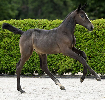 CALYPSO